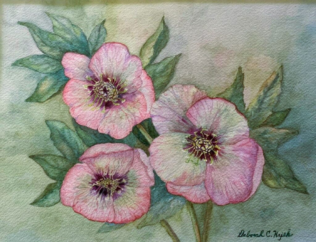 Deborah Hajek, Lenten Roses, Watercolor, 9X12, $250.00