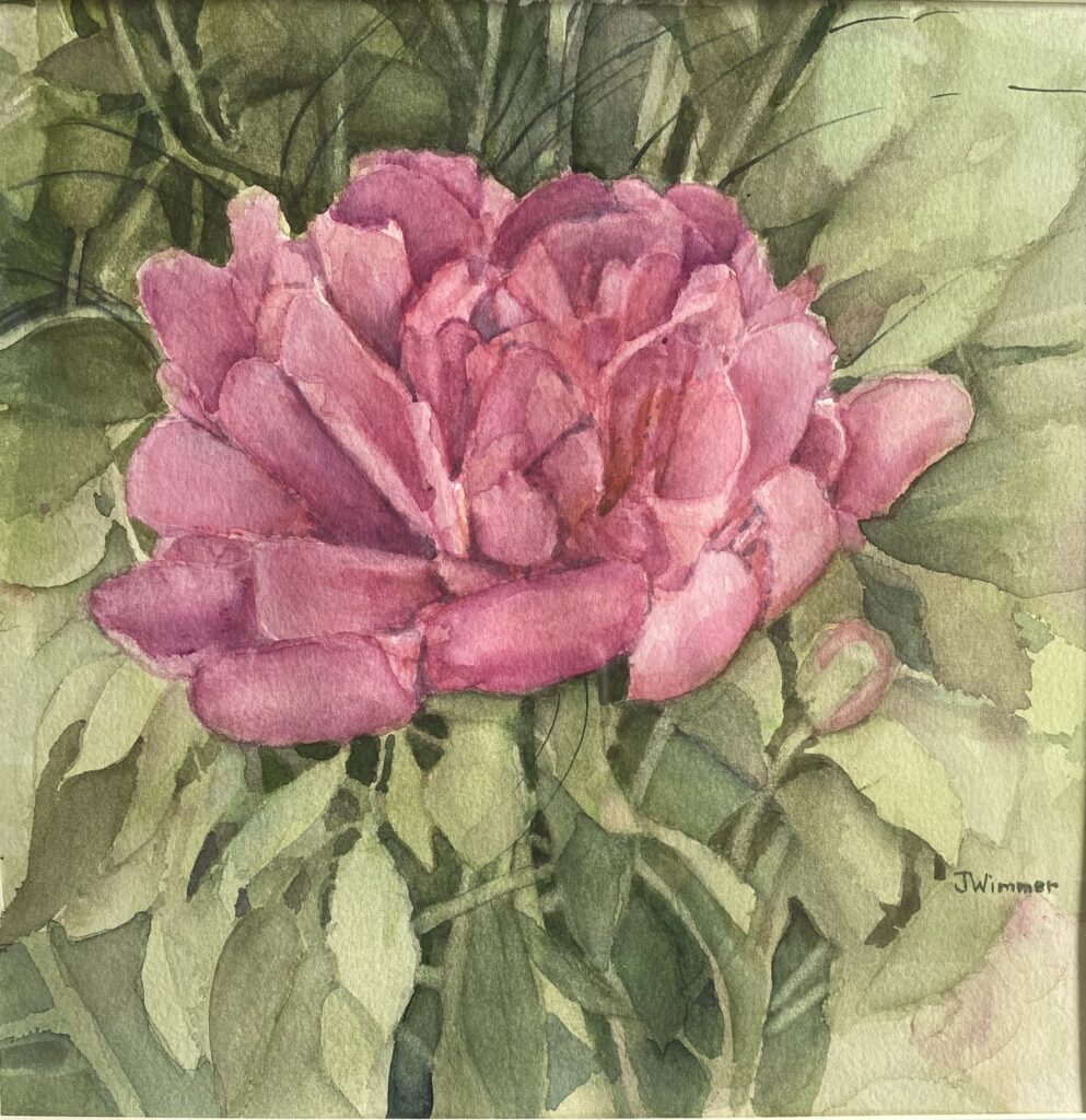Jeanette Wimmer, Peony, .watercolor. 10x10, $100
