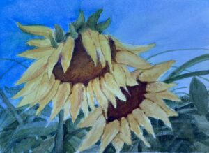 Jeanette Wimmer, Sunflowers, Watercolor, 5x7, $100