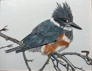 Mary Toni Belted Kingfisher
