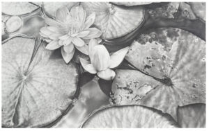 Gretchen Dugan Chatfield Hollow Graphite 32x24 10000