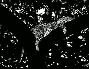 Peggy Adler Leopard In A Tree Pen Ink 14.25 X 12.25 Not For Sale