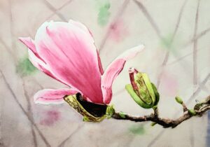Cora Preibis, Pink Magnolia Watercolor 11 X 15 In 300